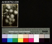 藏品(日治臺灣果物葡萄柚照片)的圖片